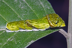 Papilio nephelus