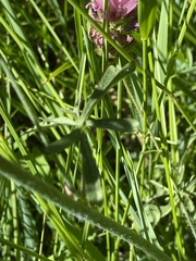Sidalcea