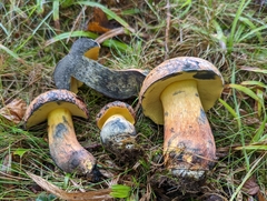 Lanmaoa carminipes