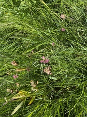 Sidalcea