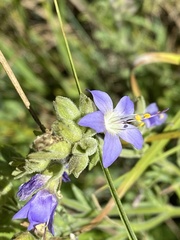 Polemonium occidentale occidentale