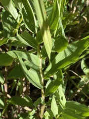 Polemonium occidentale occidentale
