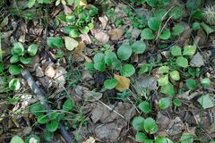 Pyrola asarifolia incarnata