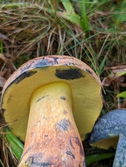Lanmaoa carminipes