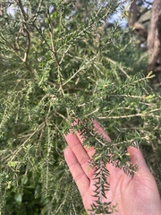 Melaleuca lanceolata