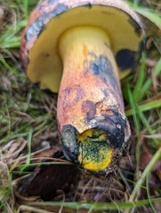 Lanmaoa carminipes