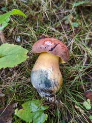 Lanmaoa carminipes