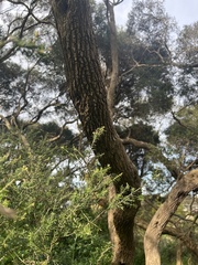 Melaleuca lanceolata