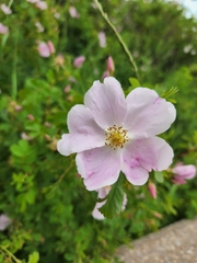 Rosa woodsii