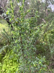 Pimelea serpyllifolia