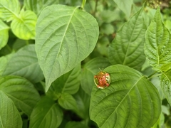 Aspidimorpha sanctaecrucis