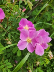Rosa woodsii