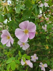 Rosa woodsii