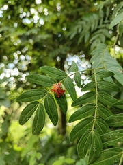 Aspidimorpha sanctaecrucis