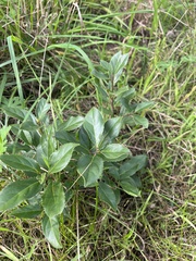 Rhamnus alaternus