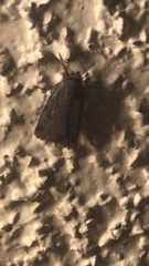 Amphipyra tragopoginis