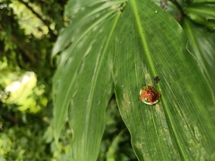 Aspidimorpha sanctaecrucis