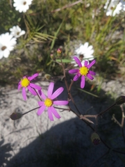 Senecio umbellatus