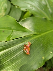 Aspidimorpha sanctaecrucis