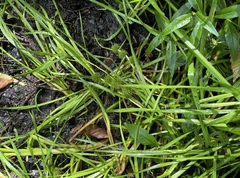 Sparganium emersum