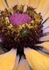 Taylorilygus apicalis