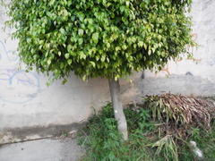 Ficus