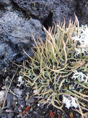 Cladonia cornuta