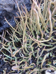 Cladonia cornuta