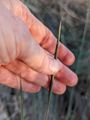 Juncus acutus leopoldii