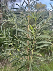 Acacia uncifolia