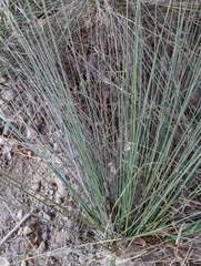 Juncus acutus leopoldii
