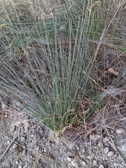 Juncus acutus leopoldii