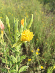 Oenothera villosa