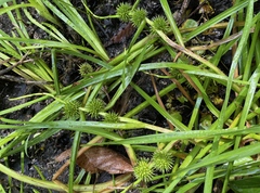 Sparganium emersum