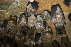 Rhinolophus megaphyllus