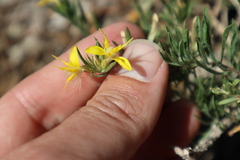 Ericameria bloomeri
