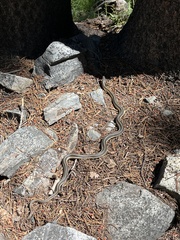 Thamnophis elegans elegans