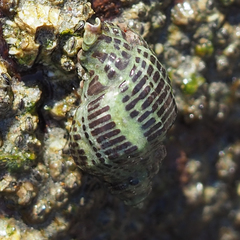 Acanthinucella punctulata