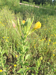 Oenothera villosa