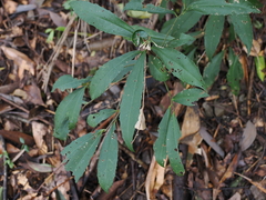 Ardisia cornudentata morrisonensis