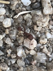 Pogonomyrmex occidentalis