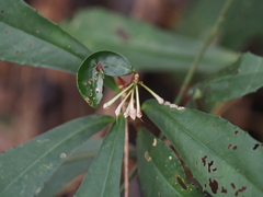 Ardisia cornudentata morrisonensis