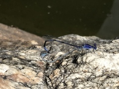 Argia sabino