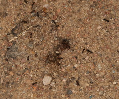 Tetramorium