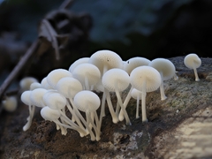 Favolaschia manipularis