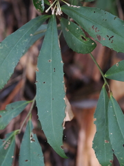 Ardisia cornudentata morrisonensis