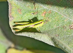 Euthystira brachyptera