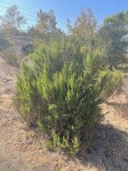 Baccharis pilularis