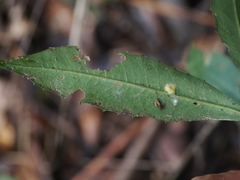 Ardisia cornudentata morrisonensis