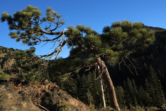 Pinus albicaulis